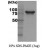 SDS-Page: Hsp90 Protein [NBC1-18362] - HSP90 a, 86.8kDa (752aa), confirmed by MALDI-TOF with a purity of 90% by SDS - PAGE